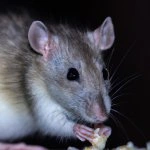 A picture of a hungry rat (1).webp