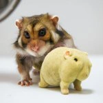 A picture of a monkey with a pet hamster. (1).webp